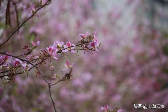 春风不解意，何故落花来-图1