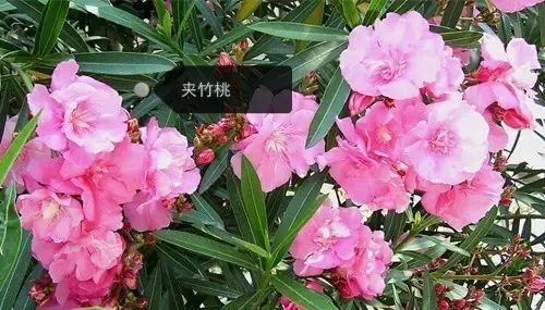 150种鲜花图谱大全，挑战你的识花能力！-图35